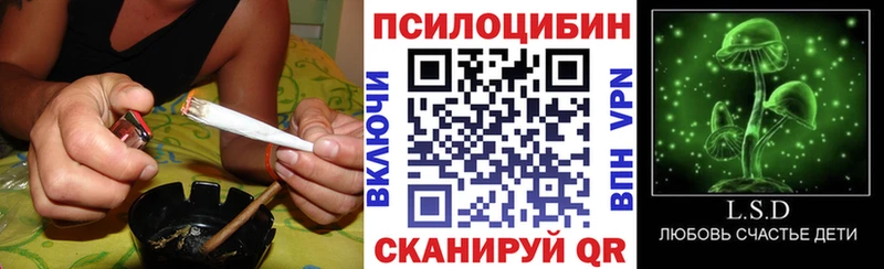 Купить закладки Дорогобуж Галлюциногенные грибы Psilocybe